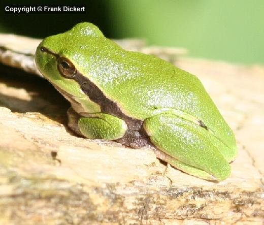 Europäischer Laubfrosch