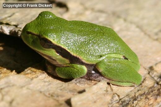 Europäischer Laubfrosch