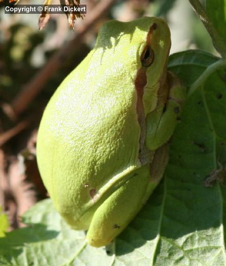 Europäischer Laubfrosch