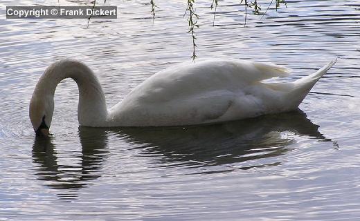 Höckerschwan