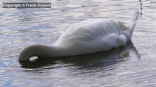 Höckerschwan