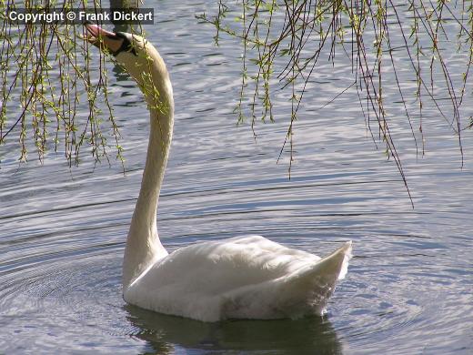 Höckerschwan an Trauerweide