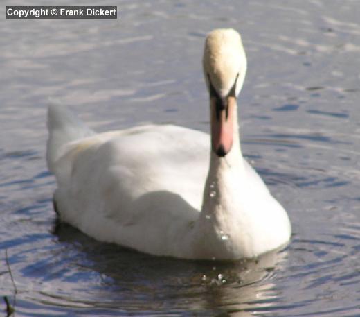 Höckerschwan