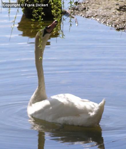 Höckerschwan an Trauerweide