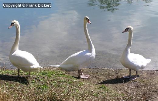 Drei Höckerschwäne am Ufer