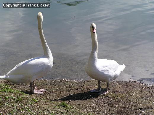 Zwei Höckerschwäne am Ufer