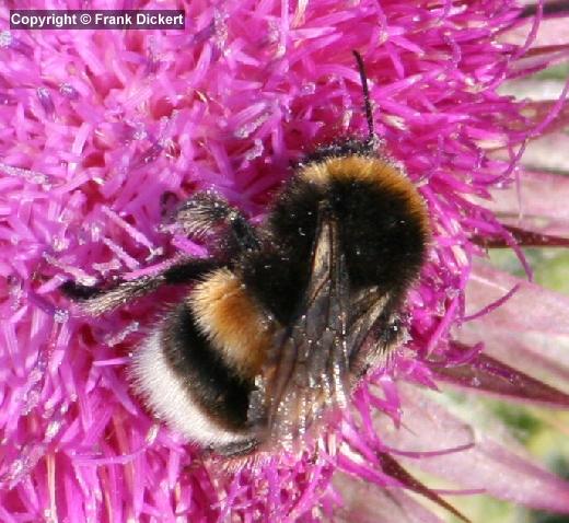 Dunkle Erdhummel