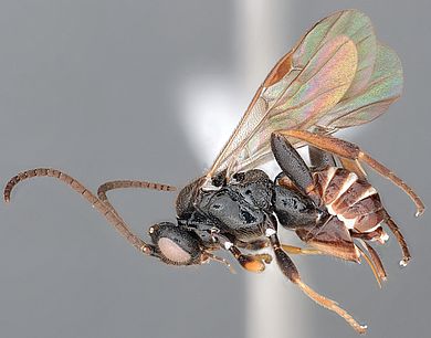 Microgaster arctostaphylica - Weibchen