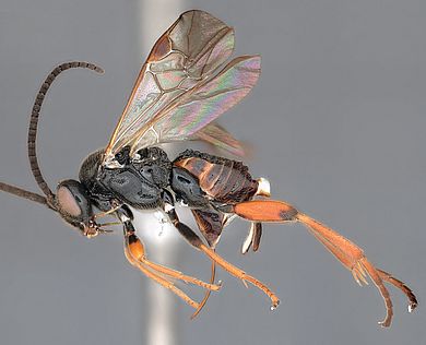 Microgaster nixalebion - Weibchen