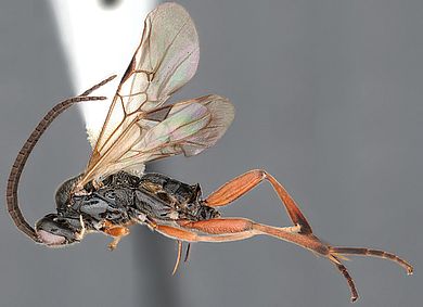 Microgaster procera - Weibchen