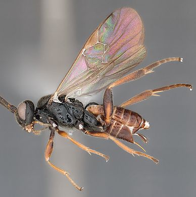 Microgaster raschkiellae - Weibchen