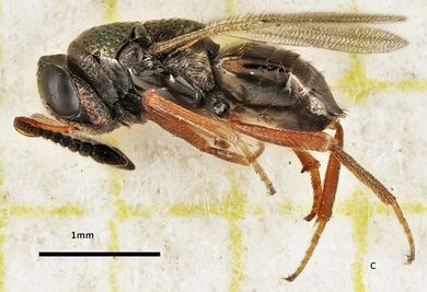 Bothriothorax intermedius - Weibchen