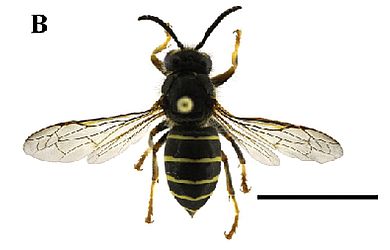 Dolichovespula kuami - Arbeiterin