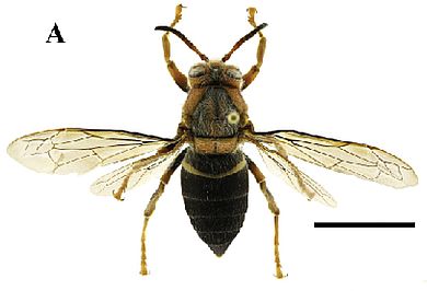 Dolichovespula kuami - Königin