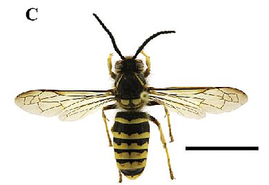 Dolichovespula kuami - Männchen