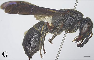 Orancistrocerus thanghen - Weibchen