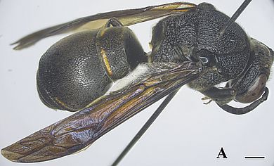 Orancistrocerus thanhnhat - Männchen