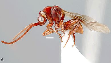 Loboscelidia convexa - Männchen