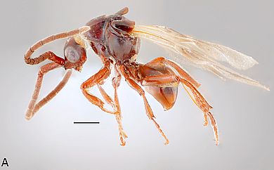 Loboscelidia cucphuongensisa - Männchen