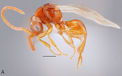 Loboscelidia flavipes - Männchen