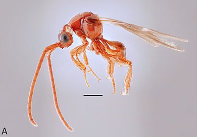 Loboscelidia fulgens - Männchen