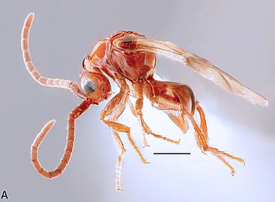 Loboscelidia vang - Männchen