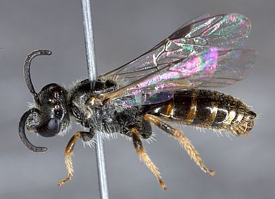 Lasioglossum laevidorsum - Männchen