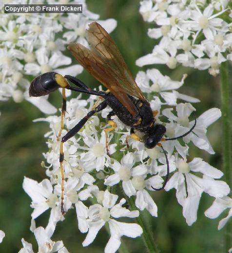 Sceliphron caementarium