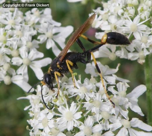 Sceliphron caementarium