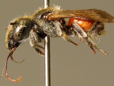 Osmia andrenoides