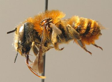 Osmia aurulenta