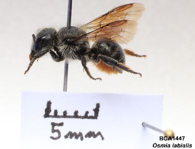 Osmia labialis