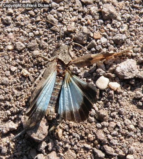 Blauflügelige Ödlandschrecke