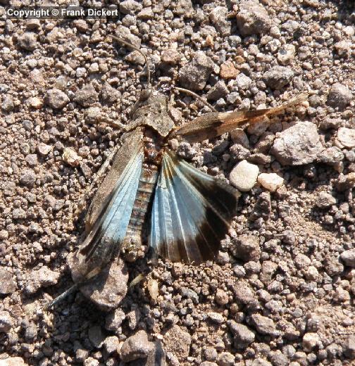 Blauflügelige Ödlandschrecke