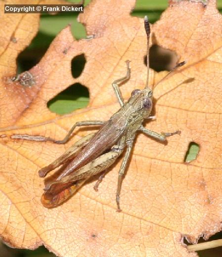 Rote Keulenschrecke