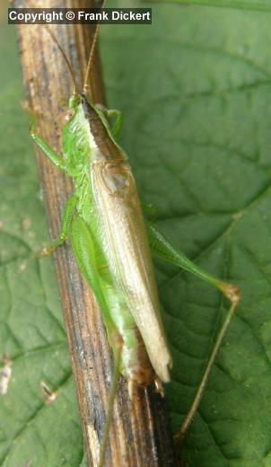 Langflüglige Schwertschrecke