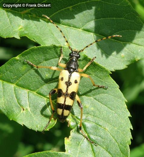 Gefleckter Schmalbock