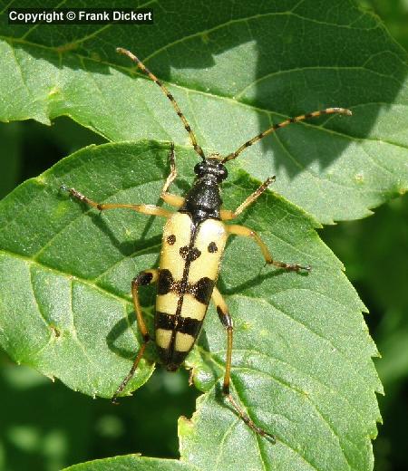 Gefleckter Schmalbock