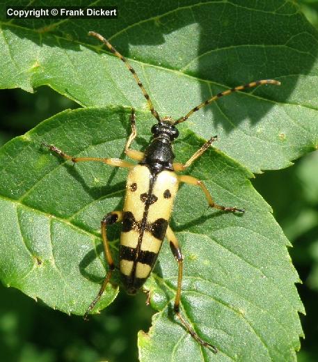 Gefleckter Schmalbock