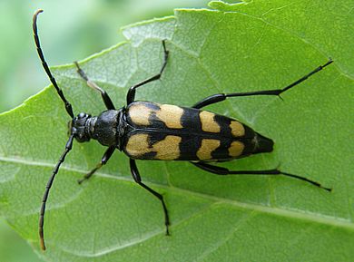 Leptura (Leptura) quadrifasciata quadrifasciata