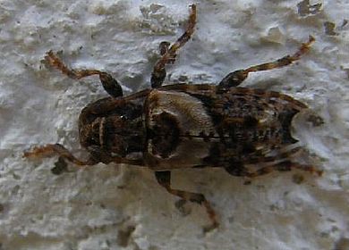 Pogonocherus (Pogonocherus) hispidus - Männchen