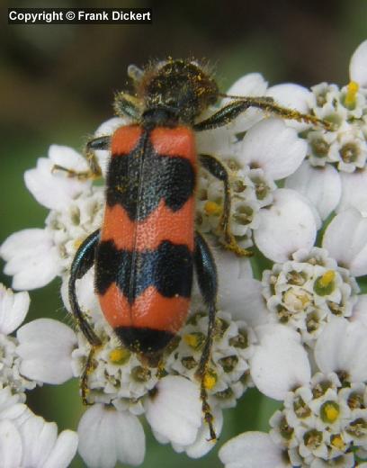 Gemeiner Bienenkäfer