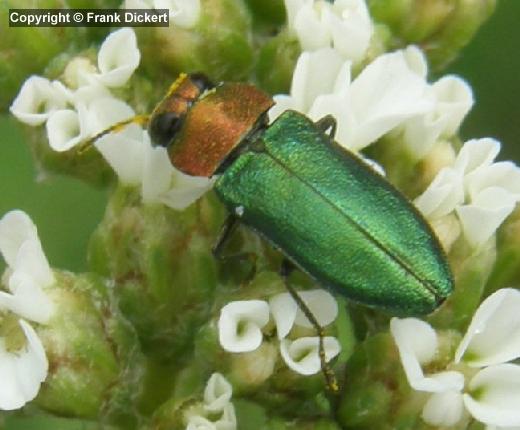 Weibchen des Glänzenden Blütenprachtkäfers