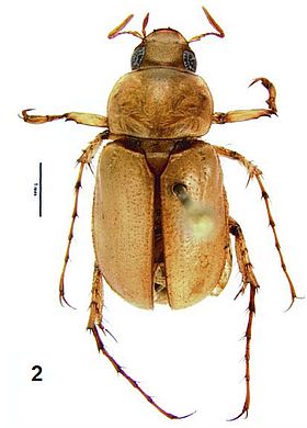 Cyclocephala dolichotarsa