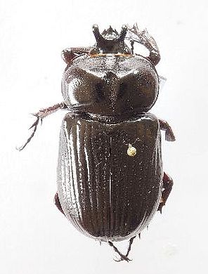 Phileurus truncatus