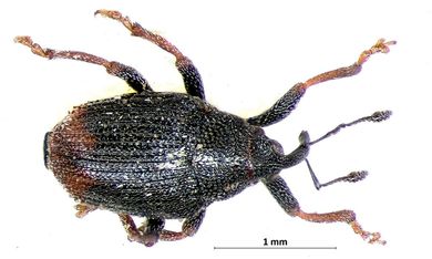 Calosirus terminatus