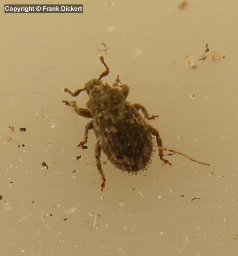 Trachyphloeus (Trachyphloeus) scabriculus