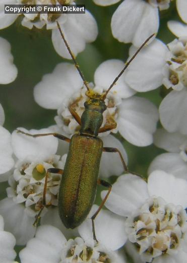 Chrysanthia geniculata