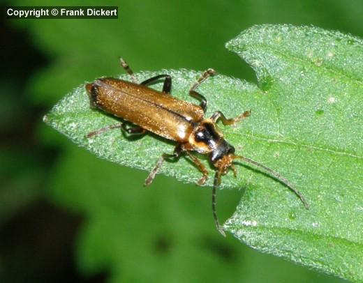 Cantharis (Cantharis) decipiens