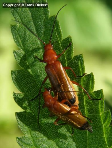 Rotgelber Weichkäfer